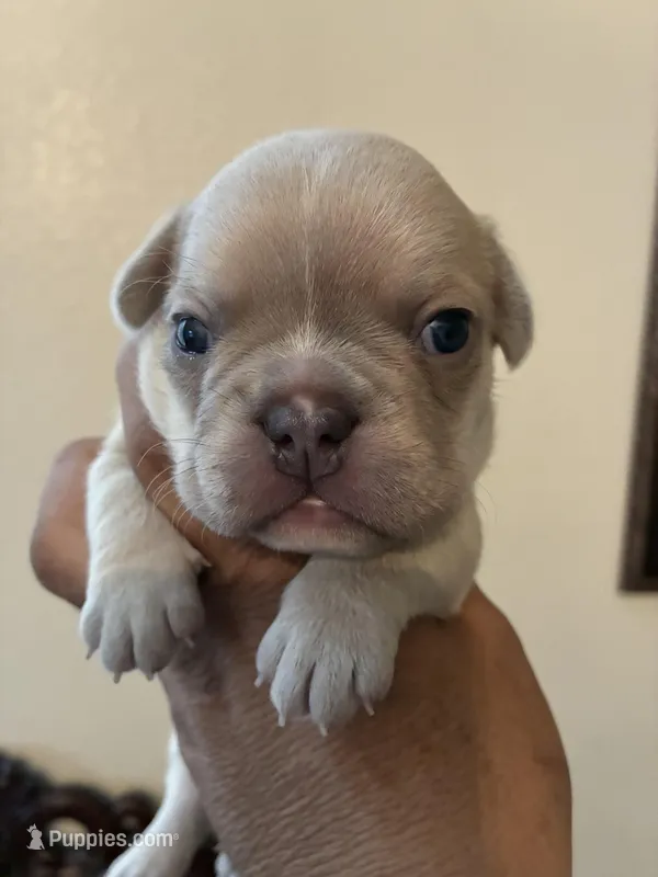 Charlie  – French Bulldog puppy for sale in Merced, CA