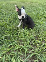 Bella, a female Boston Terrier for sale in Merced, CA – 8 of 8