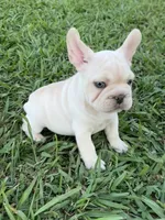 Milo, a male French Bulldog for sale in Merced, CA – 4 of 9