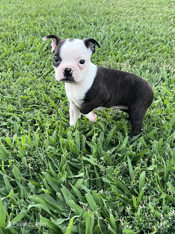 Bella – Boston Terrier puppy for sale in Merced, CA