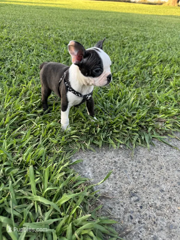 Bella – Boston Terrier puppy for sale in Merced, CA