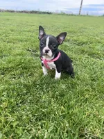 Bailey, a female Boston Terrier for sale in Merced, CA – Photo 1 of 5