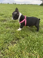 Bailey, a female Boston Terrier for sale in Merced, CA – Photo 3 of 5