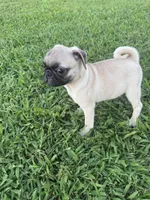 Pugsley, a male Pug for sale in Merced, CA – 3 of 3