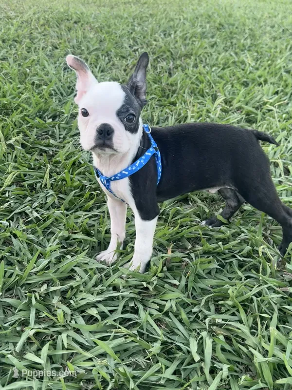 Bandit  – Boston Terrier puppy for sale in Merced, CA