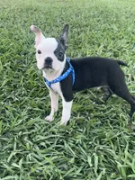 Bandit , a male Boston Terrier for sale in Merced, CA – 1 of 5