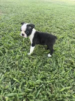 Bailey, a female Boston Terrier for sale in Merced, CA – 5 of 8