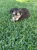 Toby, a male Shih Tzu and Yorkshire Terrier for sale in Merced, CA – 3 of 3