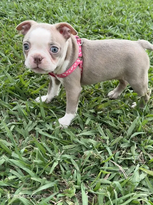 Coco – Boston Terrier puppy for sale in Merced, CA