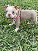 Coco, a female Boston Terrier for sale in Merced, CA – 1 of 9