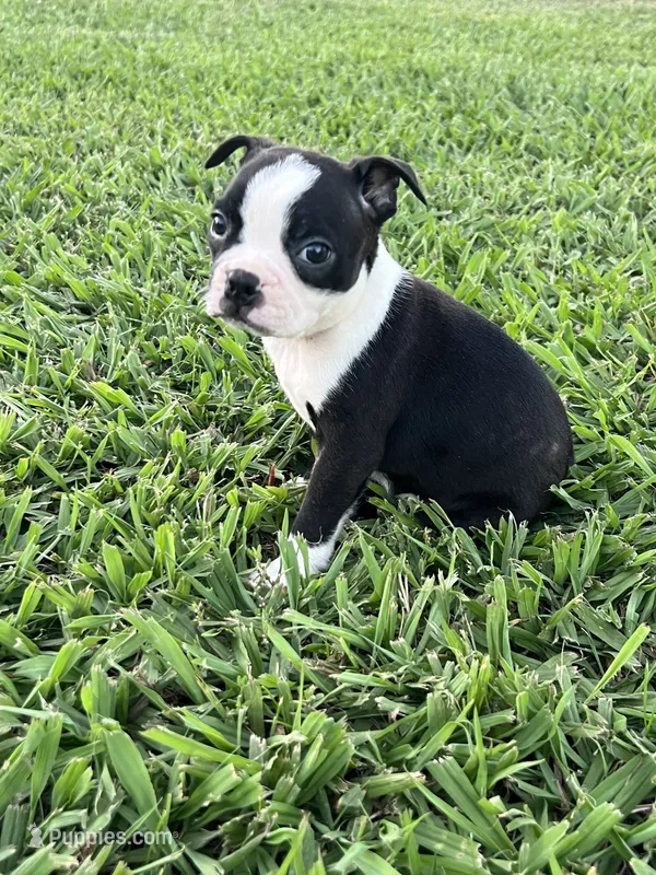 Bailey – Boston Terrier puppy for sale in Merced, CA