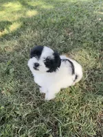 Daisy, a female Shih Tzu for sale in Merced, CA – 3 of 5