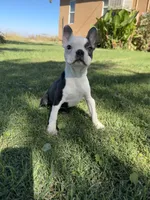 Bandit , a male Boston Terrier for sale in Merced, CA – 3 of 8