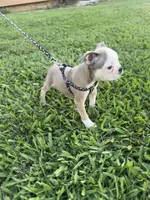 Bandit , a male Boston Terrier for sale in Merced, CA – 2 of 7
