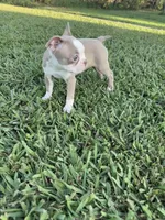 Poppy, a female Boston Terrier for sale in Merced, CA – 2 of 5