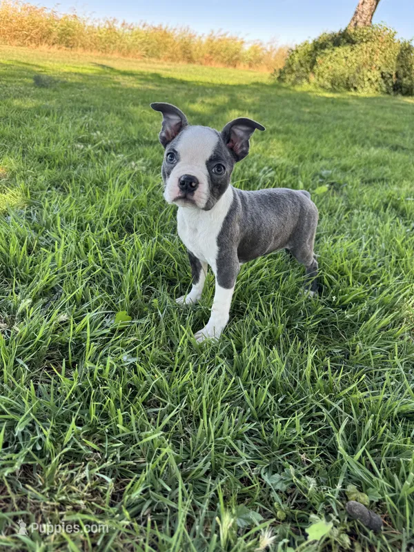 Bella – Boston Terrier puppy for sale in Merced, CA