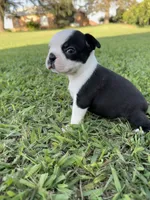 Oreo, a male Boston Terrier for sale in Merced, CA – 6 of 6