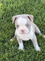 Mia, a female Boston Terrier for sale in Merced, CA – 2 of 4
