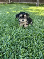 Milo, a male Shih Tzu and Yorkshire Terrier for sale in Merced, CA – 2 of 3