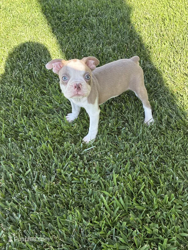 Bingo – Boston Terrier puppy for sale in Merced, CA