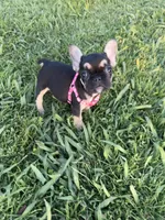 Roxie , a female French Bulldog for sale in Merced, CA – Photo 3 of 6