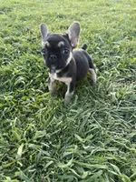 Roxie , a female French Bulldog for sale in Merced, CA – Photo 1 of 6