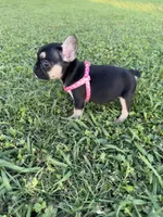 Roxie , a female French Bulldog for sale in Merced, CA – Photo 4 of 6