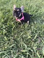 Roxie , a female French Bulldog for sale in Merced, CA – Photo 5 of 6