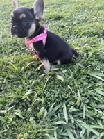 Roxie , a female French Bulldog for sale in Merced, CA – Photo 2 of 6