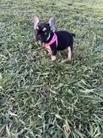 Roxie , a female French Bulldog for sale in Merced, CA – Photo 6 of 6