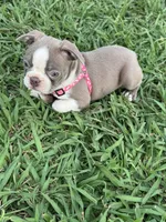 Nova , a female Boston Terrier for sale in Merced, CA – 6 of 9