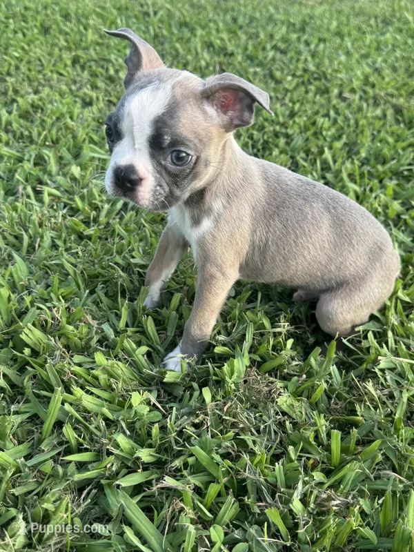 Toby – Boston Terrier puppy for sale in Merced, CA