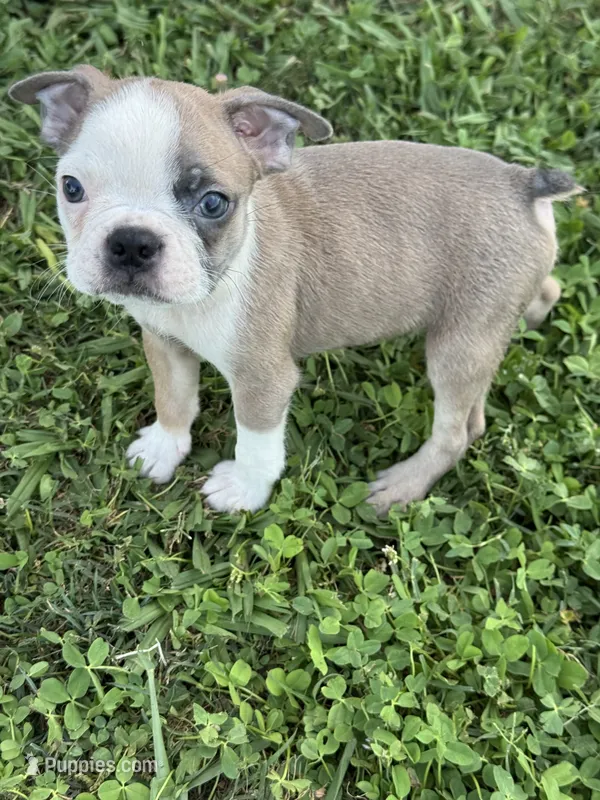 Bandit – Boston Terrier puppy for sale in Merced, CA