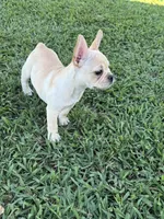 Luna, a female French Bulldog for sale in Merced, CA – 6 of 8