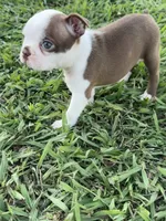 Roxie , a female Boston Terrier for sale in Merced, CA – 7 of 8
