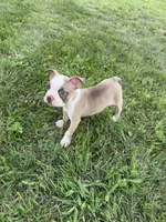 Rocky , a male Boston Terrier for sale in Merced, CA – 3 of 4