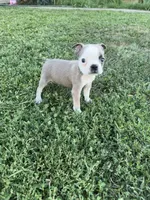 Bandit, a male Boston Terrier for sale in Merced, CA – 2 of 4