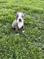 Charlie , a male Boston Terrier for sale in Merced, CA – Photo 2 of 5