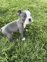 Charlie , a male Boston Terrier for sale in Merced, CA – Photo 5 of 5