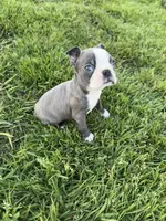 Charlie , a male Boston Terrier for sale in Merced, CA – Photo 4 of 5