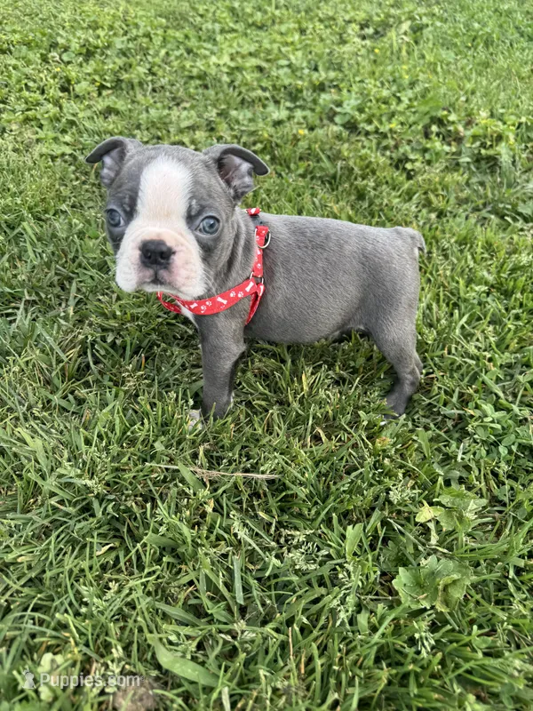 Charlie  – Boston Terrier puppy for sale in Merced, CA