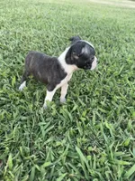 Lola, a female Boston Terrier for sale in Merced, CA – 4 of 6