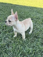 Luna, a female French Bulldog for sale in Merced, CA – 4 of 8