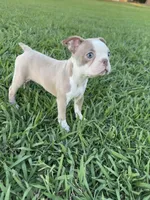 Poppy, a female Boston Terrier for sale in Merced, CA – 4 of 5