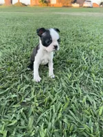 Bailey, a female Boston Terrier for sale in Merced, CA – 3 of 8