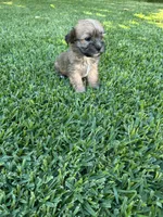 Bella, a female Shih Tzu and Yorkshire Terrier for sale in Merced, CA – 3 of 4