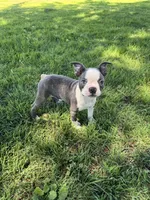 Bella, a female Boston Terrier for sale in Merced, CA – 5 of 5
