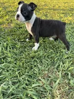 Oreo, a male Boston Terrier for sale in Merced, CA – 3 of 7