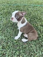 Cooper, a male Boston Terrier for sale in Merced, CA – 2 of 5