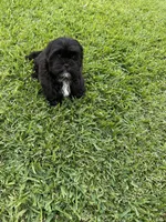 Teddy, a male Shih Tzu for sale in Merced, CA – 4 of 5